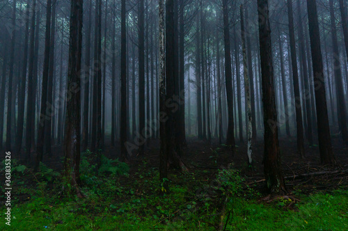 霧に包まれた森 © Kazuki Yamada