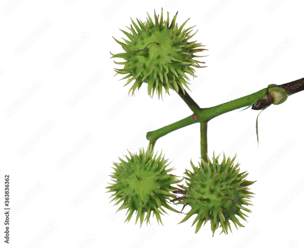 Conker tree green chestnut fruits on branch, twig isolated on white background, clipping path Conker tree green chestnut fruits on branch, twig isolated on white background, clipping path
