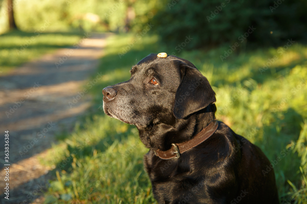 A black labrador holds a treat on his head.