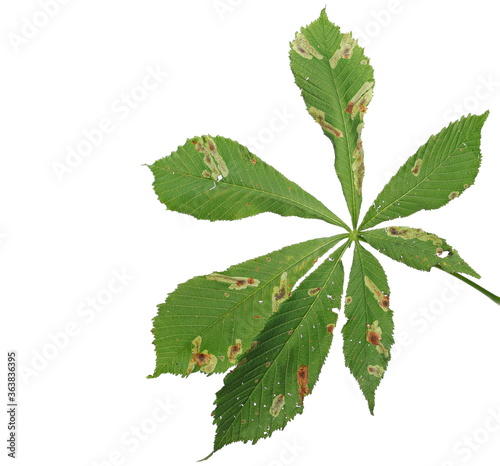 Horse-chestnut (Conker tree) branch with green leaves, leaf isolated on white background, clipping path