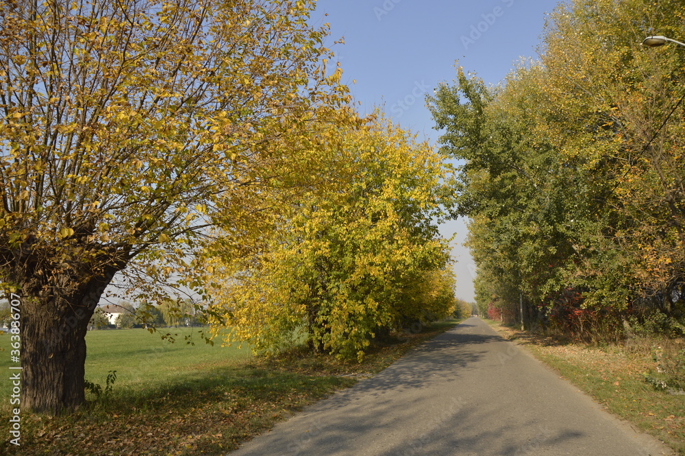 autumn  landscape with country road and and colorful trees in Backi Petrovac, Vojvodina 