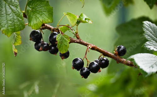 close-up on leaves and fruit of blackcurrant