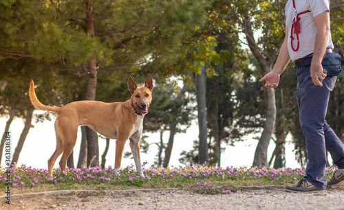 Mixed breed of shepard dog orange colored playing in the park, man owner extending his hand to pet him. Looking playfully at the camera with his tongue out. Excited to be outside