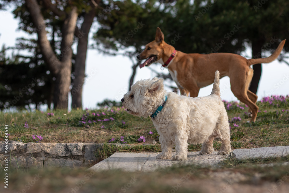 Naklejka premium Two dogs, one white small maltese and a bigger brown one standing together looking into the distance. Concept of companionship and togetherness, prepairing to overcome obstacles together
