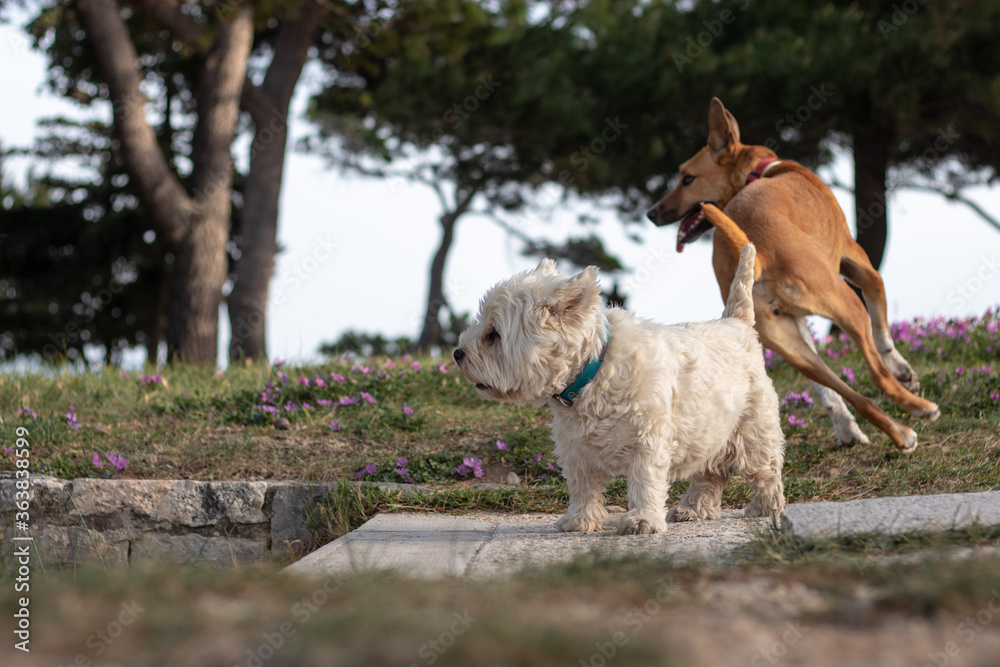Obraz premium Two dogs, one white small maltese and a bigger brown one standing together looking into the distance. Concept of companionship and togetherness, prepairing to overcome obstacles together