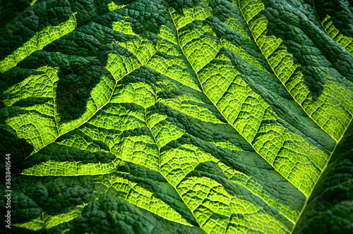 Leaf veins pattern photo