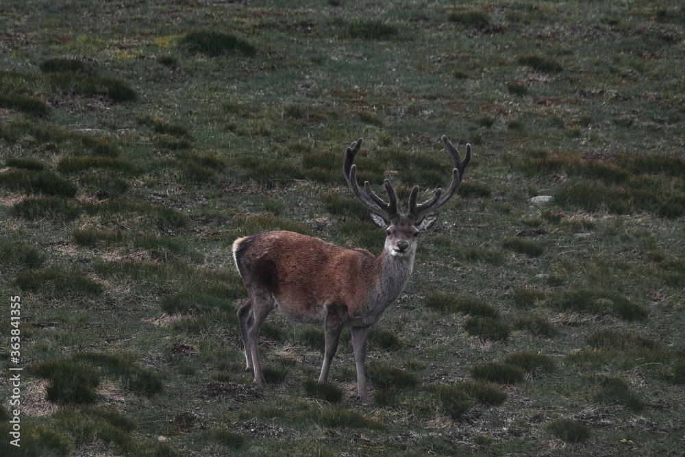 Obraz premium Royal red deer stag