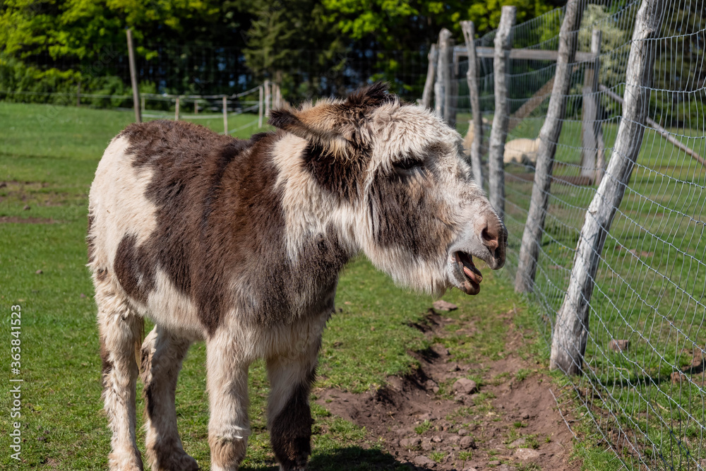 Fototapeta premium Esel beim Rufen