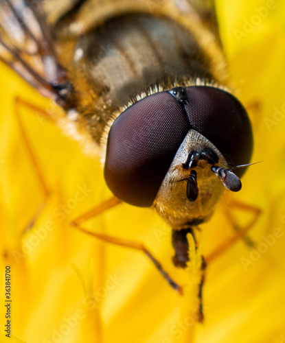 Macro photo of a bee