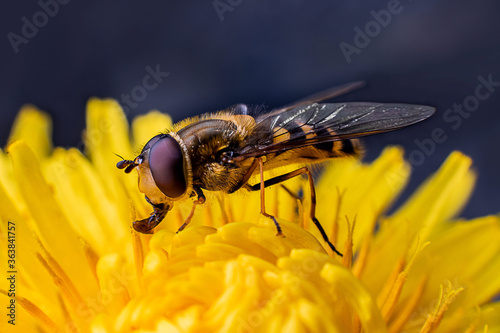 Macro photo of a bee