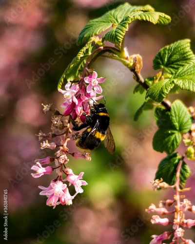 Bumblebee eating the pollen from a flower