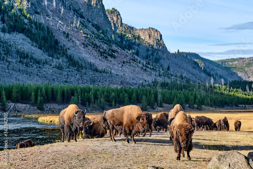 Yellowstone National Park buffalo graze alongside.