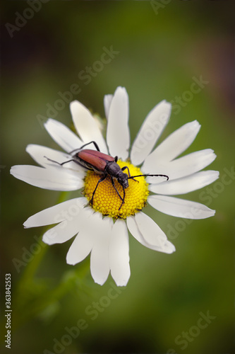 bug on a flower