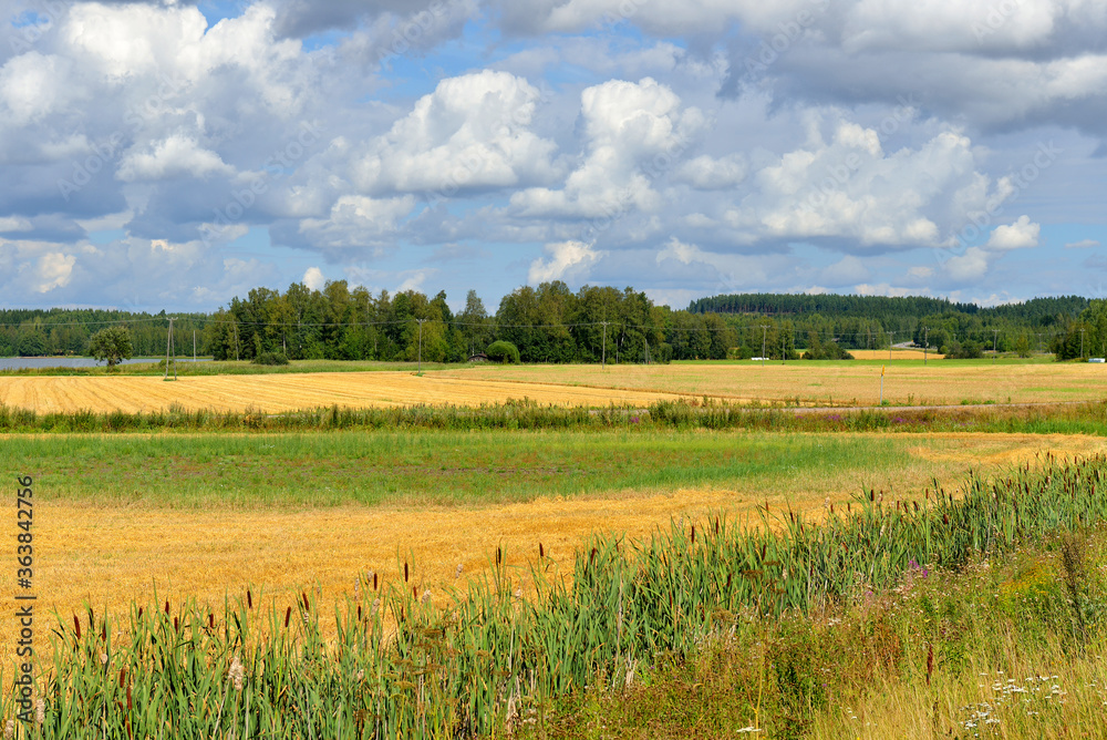 Summer landscape. Agricultural fields along road. Finland