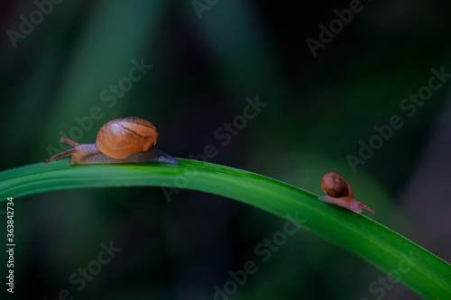 Closeup shot of two different sized brown snails on a blade of grass photo