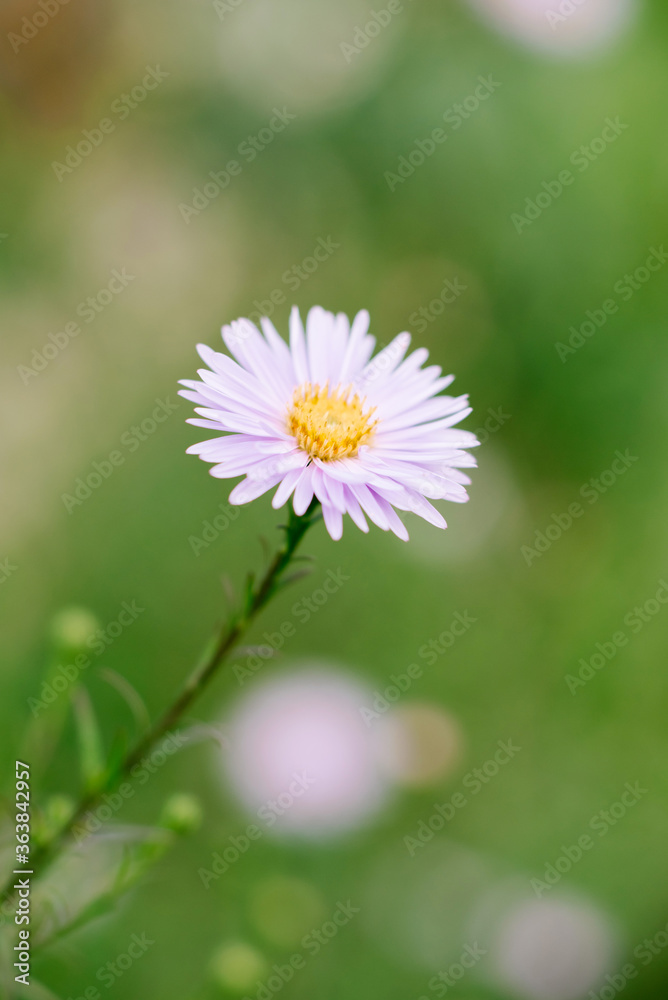 Beautiful pink Daisy flower in the summer garden Beautiful pink Daisy flower in the summer garden