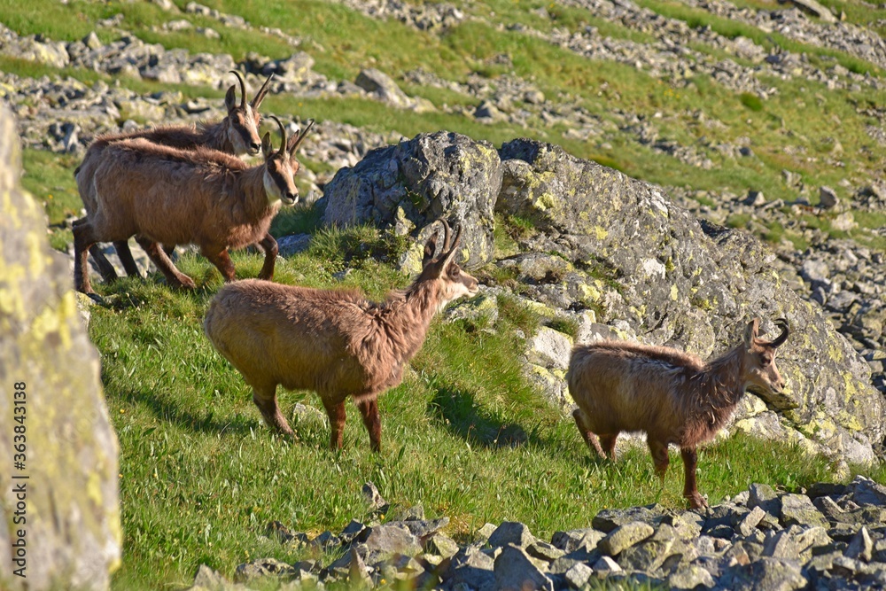 Kozice w Tatrach Zachodnich, liczenie kozic w Tatrach