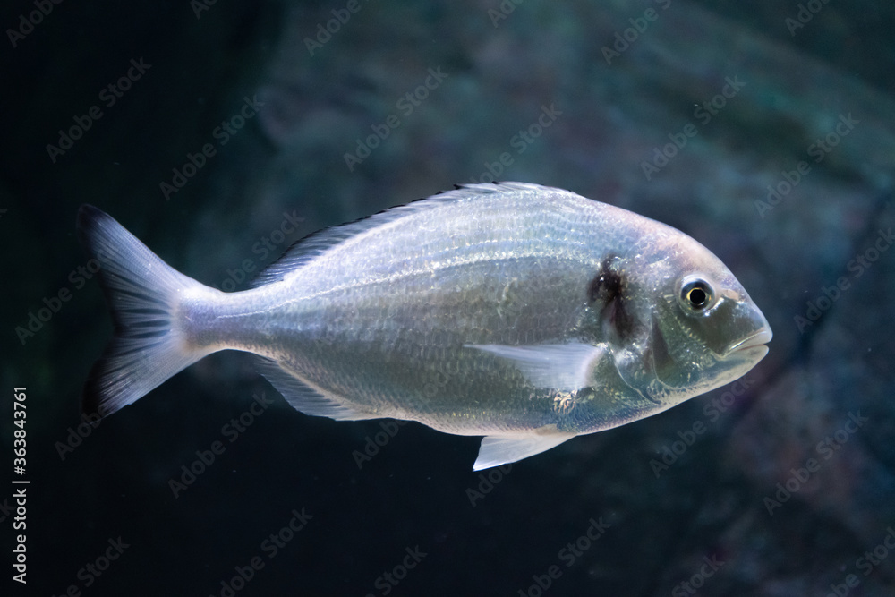 Beautiful sea bream, gilt-head or orata underwater with dark background, close up Beautiful sea bream, gilt-head or orata underwater with dark background, close up
