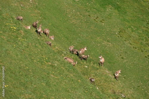 Kozice w Tatrach Zachodnich, liczenie kozic w Tatrach #363844161