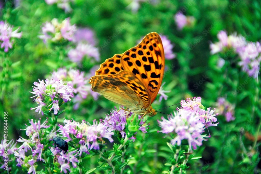Obraz premium Endemic butterfly in Samoniva village located in Thesprotia prefecture of Epirus region in Greece.