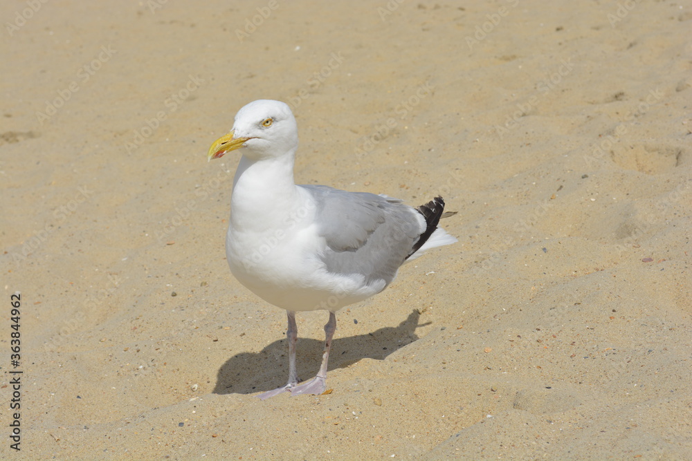 Obraz premium Möwe Nordsee