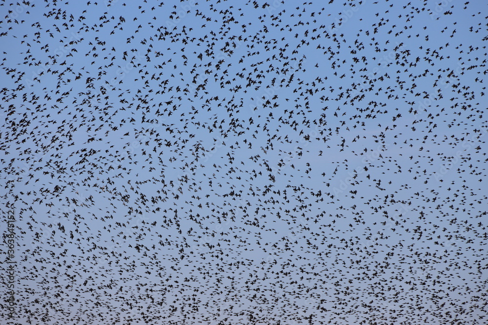 Starling birds in the Mardin Plain presented a visual feast with their dances in the sky.