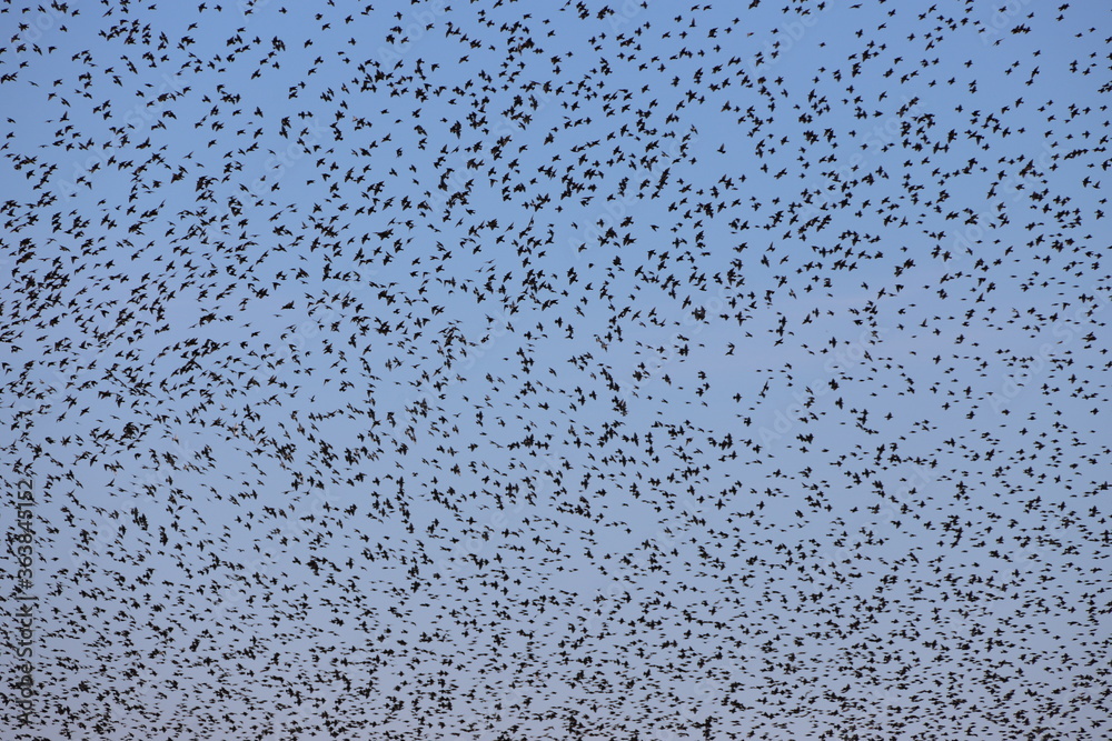 Starling birds in the Mardin Plain presented a visual feast with their dances in the sky. Starling birds in the Mardin Plain presented a visual feast with their dances in the sky.
