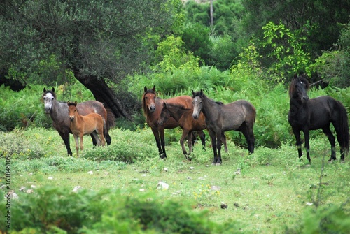 Endemic wild horses in Souli village located in Thesprotia prefecture of Epirus region in Greece. © Theastock