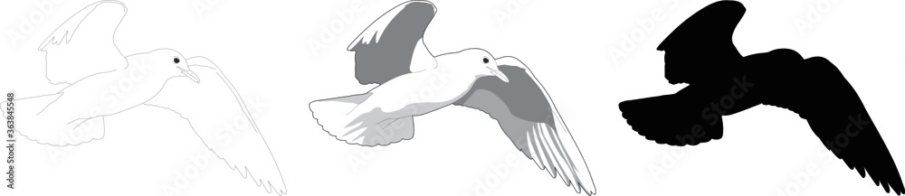 Fototapeta premium Flying seagull vector drawig. Silhouette, outline and shaded seagull illustration.