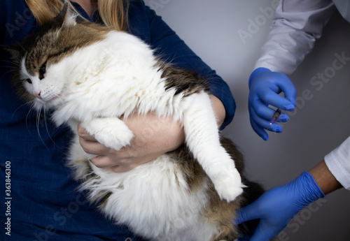 The veterinarian makes an injection intramuscularly to the Norwegian forest cat, who is sitting in the arms of the mistress. The concept of vaccination, treatment or sterilization of a pet photo