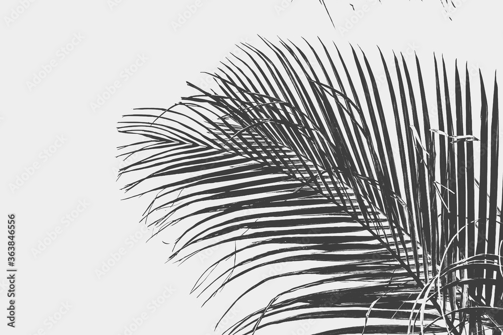 Fototapeta premium Palm tree leaf