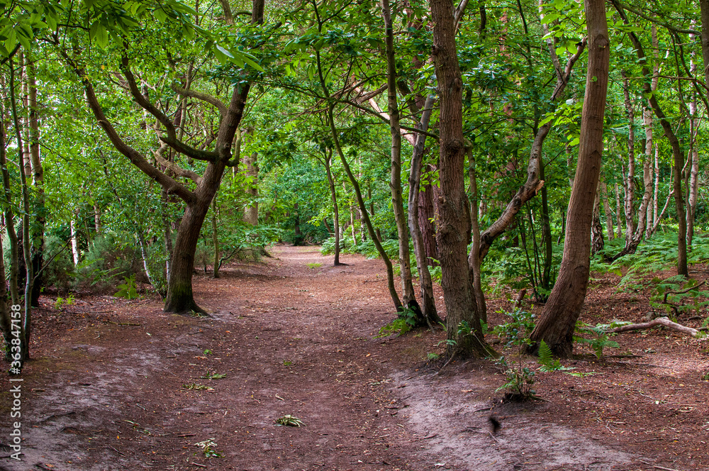 A woodland footpath in summer.