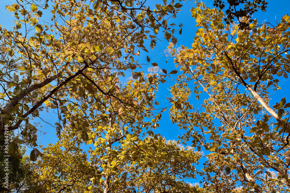 Fresh green and yellow leaves in the spring against blue sky.