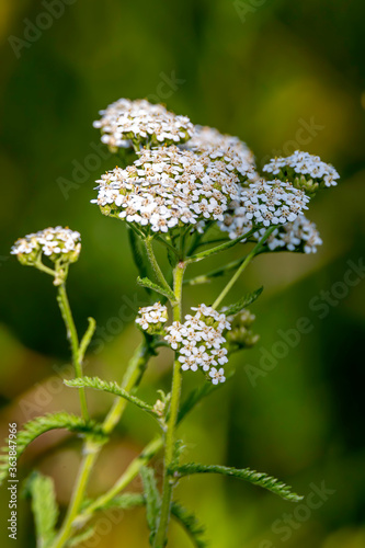 Wild Carrots