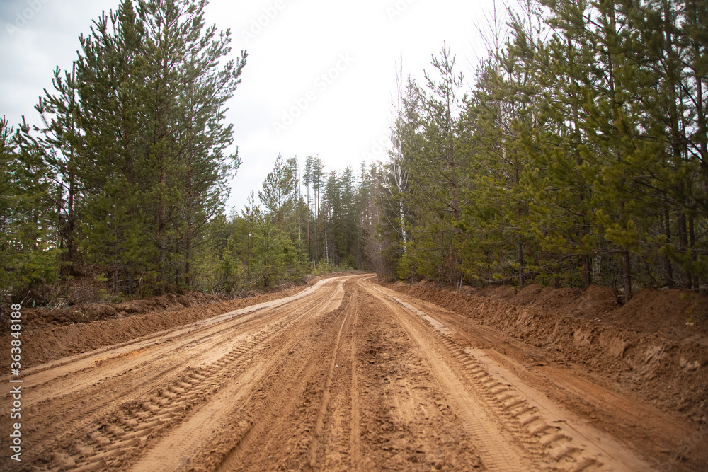 Naklejka premium The sandy road in the forest