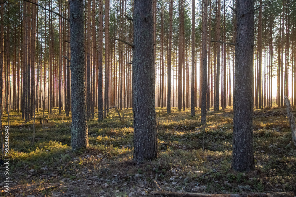 The coniferous forest in the evening