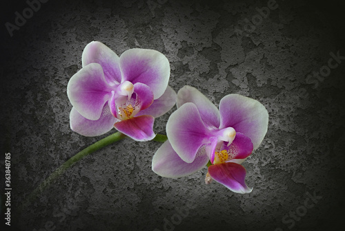 zwei Orchideen