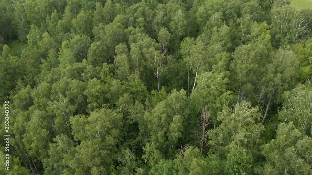 Flight Over Green Forest Trees Flight Over Green Forest Trees