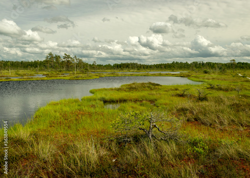 landscape from swamp  sunny summer day with bog vegetation  trees  mosses and ponds  cloudy sky