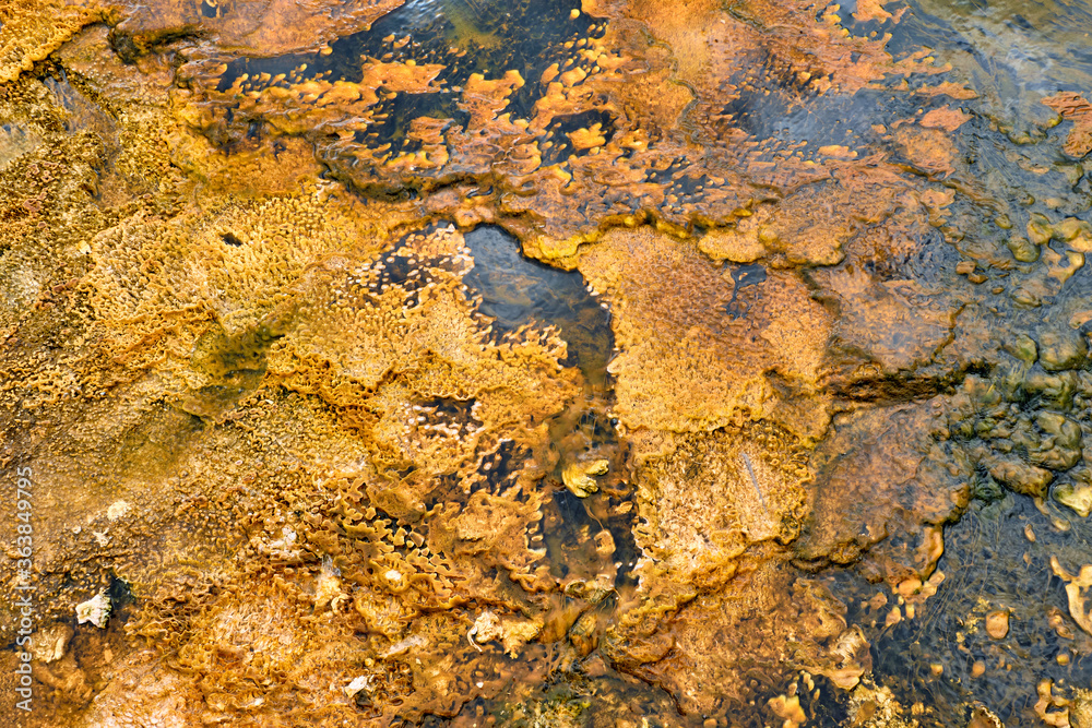 Colorful bands of thermophilic bacteria in Yellowstone National Park