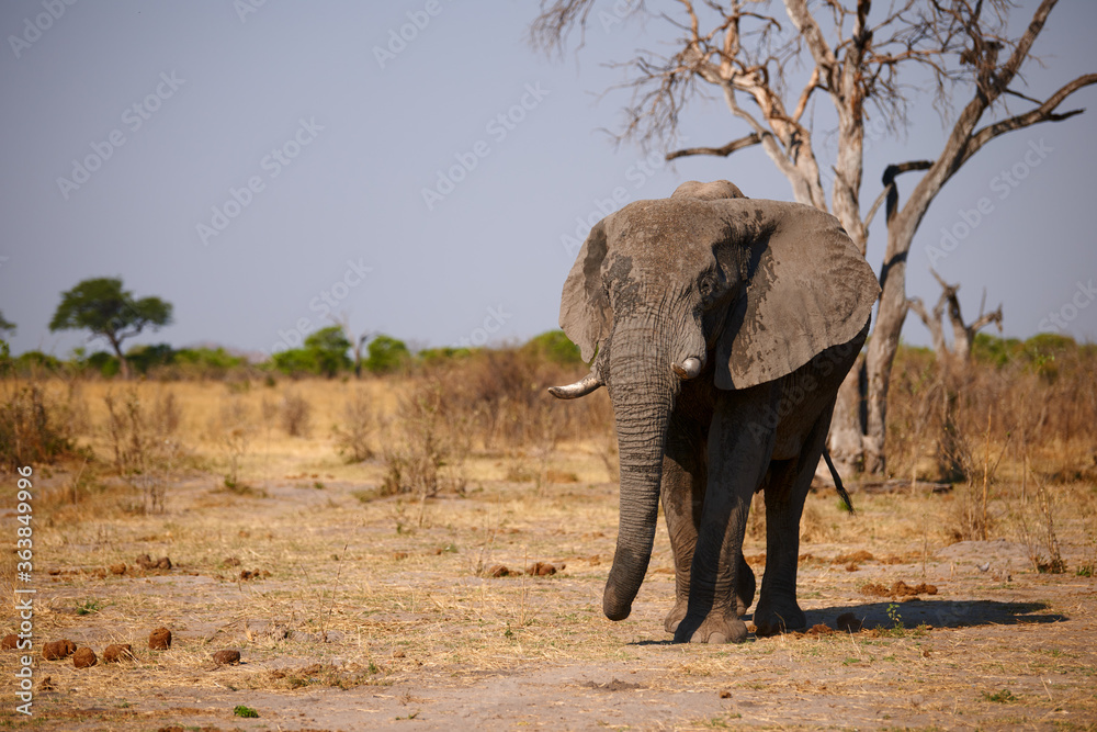 Fototapeta premium Big elephant walking in an african park