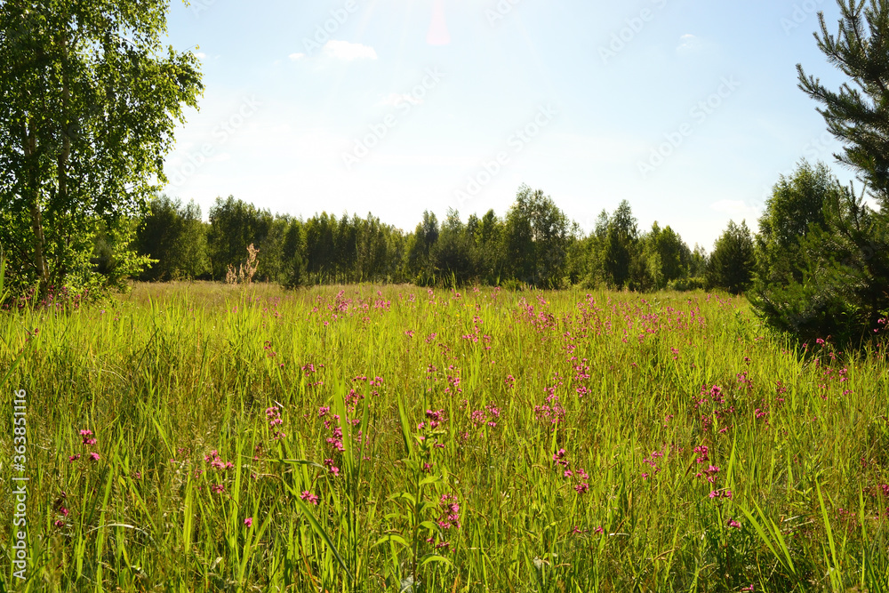 Young pine forest in the summer next to a flowering meadow.