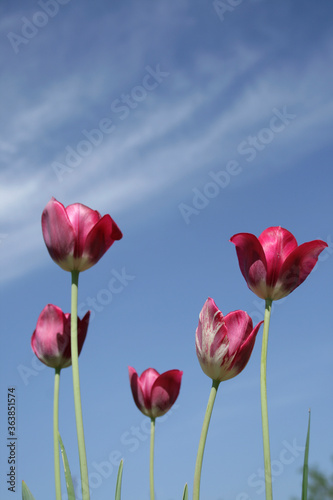 red tulips against blue sky © TetianaKaminska