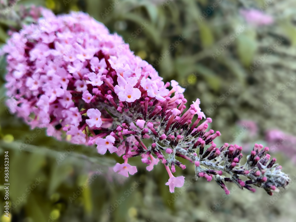 Obraz premium Close-up of pink flower on natural background. 