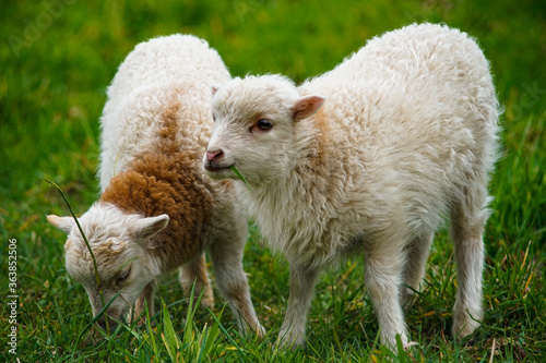 schafherde auf der Wiese beim Fressen