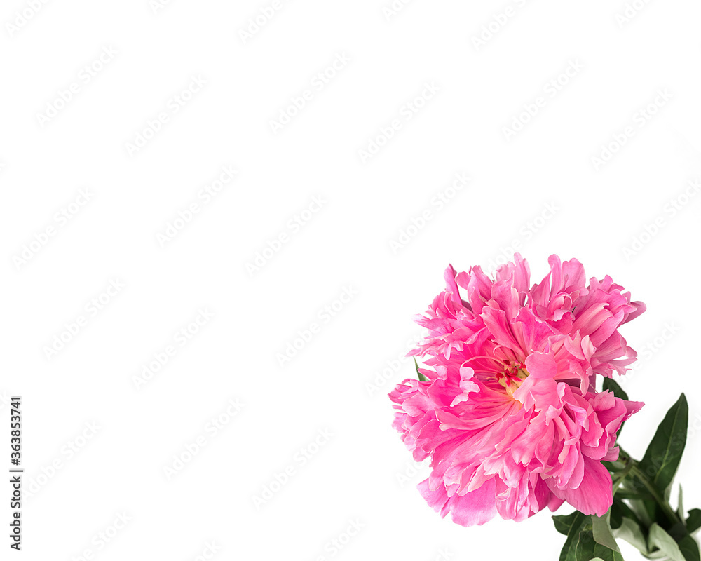 Pink peony on a white background, isolate Pink peony on a white background, isolate
