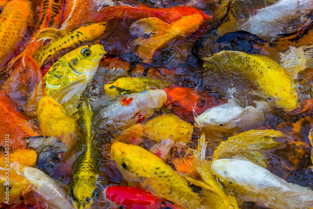 beautiful koi fish swimming in the pond