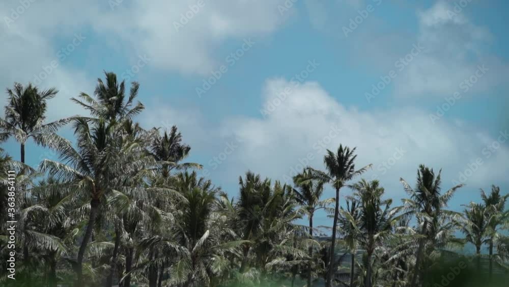Large group of coconut trees blow in the trade winds on Oahu Hawaii in slow motion. Large group of coconut trees blow in the trade winds on Oahu Hawaii in slow motion.