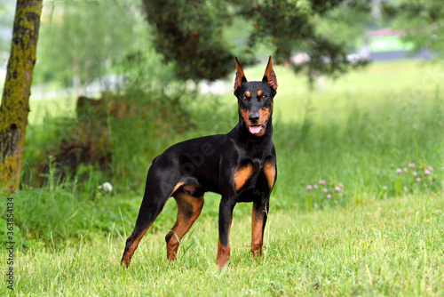 Photography German Pinscher dog