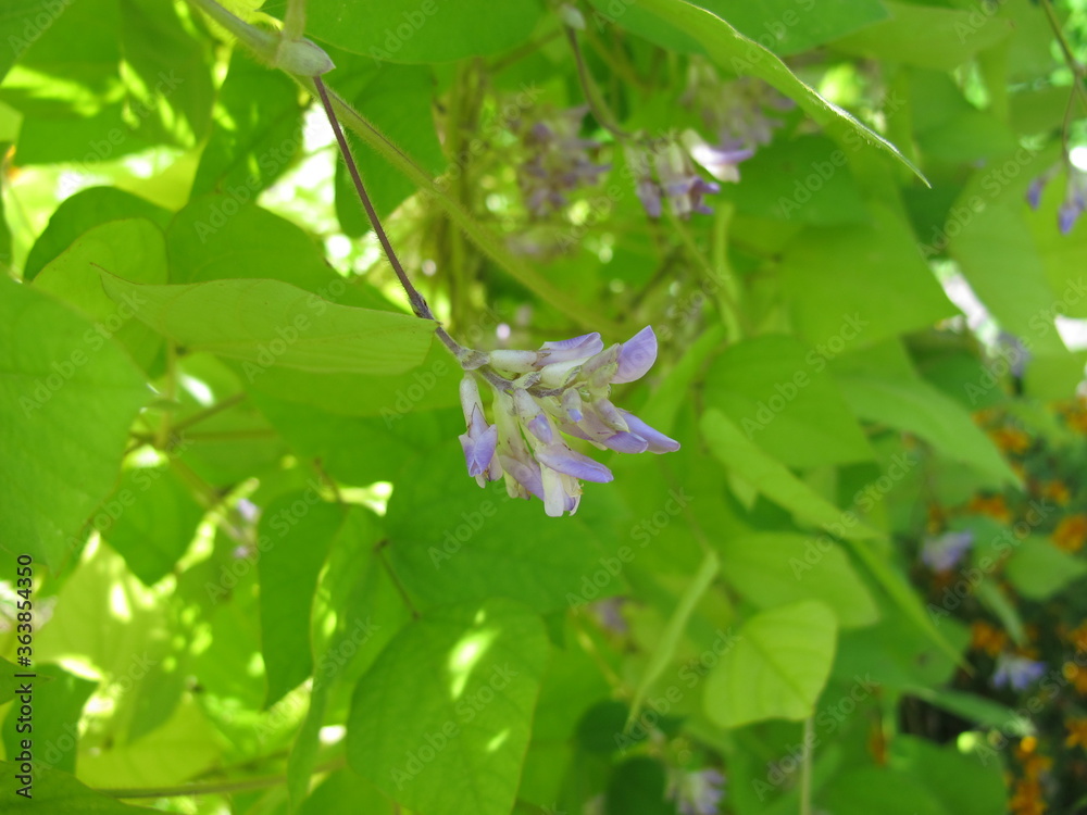 Potato bean with flowers, Apios americana Potato bean with flowers, Apios americana